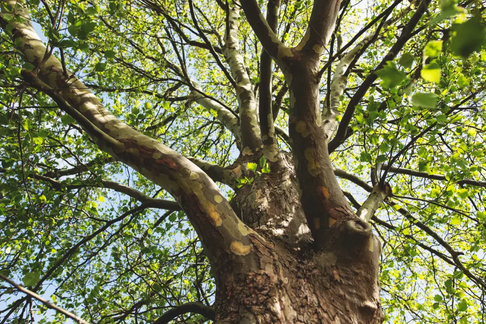 Galerie zahradnictví Svrkyně: platan