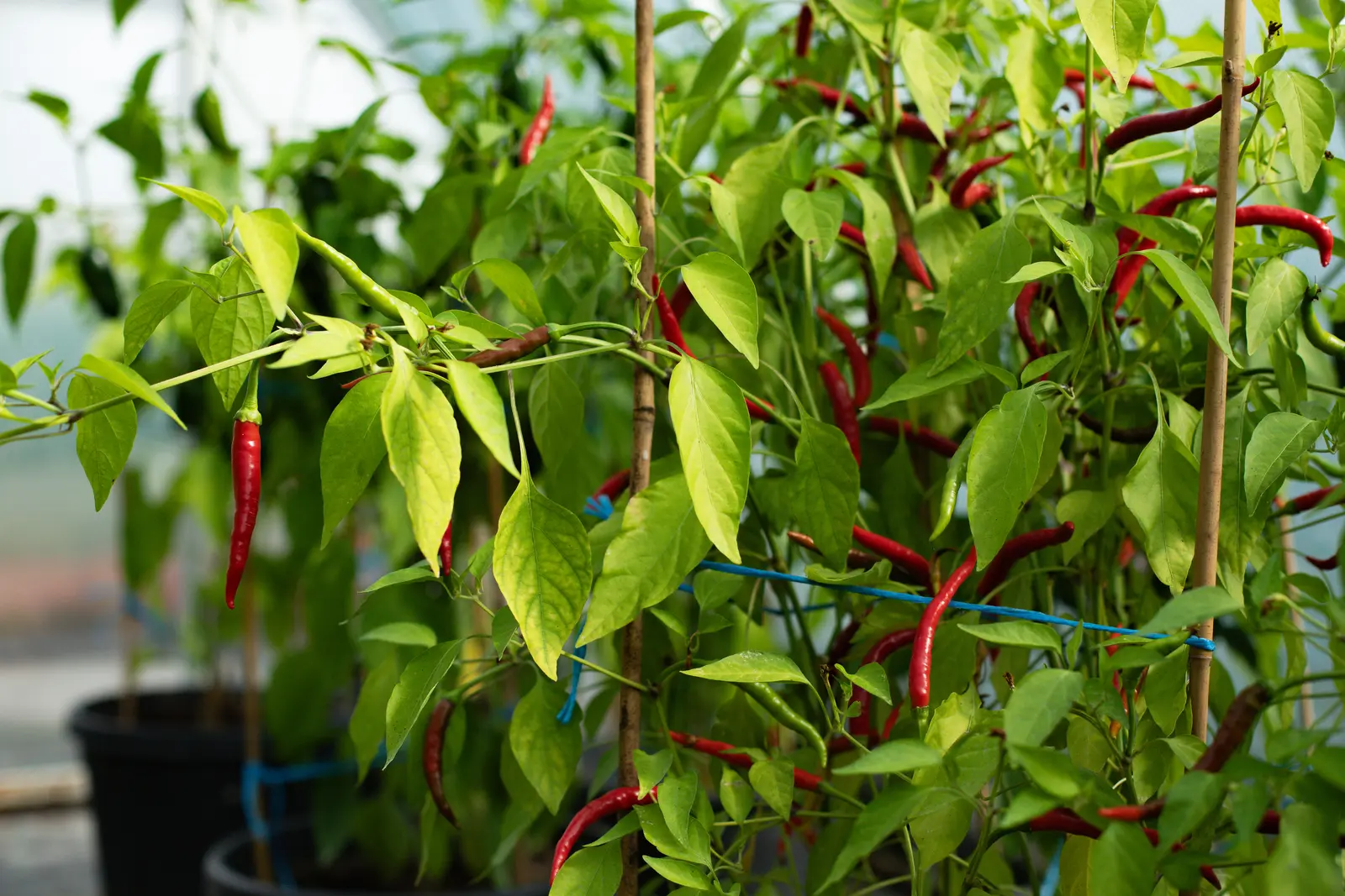 Cayennský pepř: podzimní nabídka chilli papriček v Zahradnictví Svrkyně