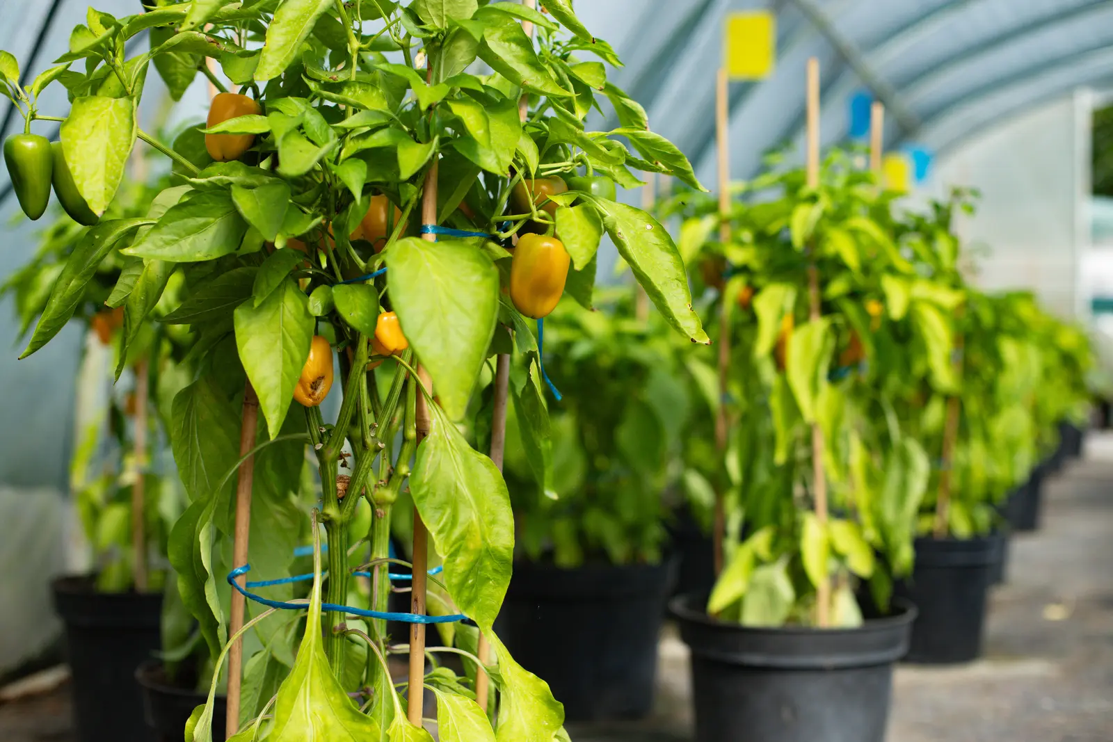 Chilli papričky: podzimní nabídka Zahradnictví Svrkyně