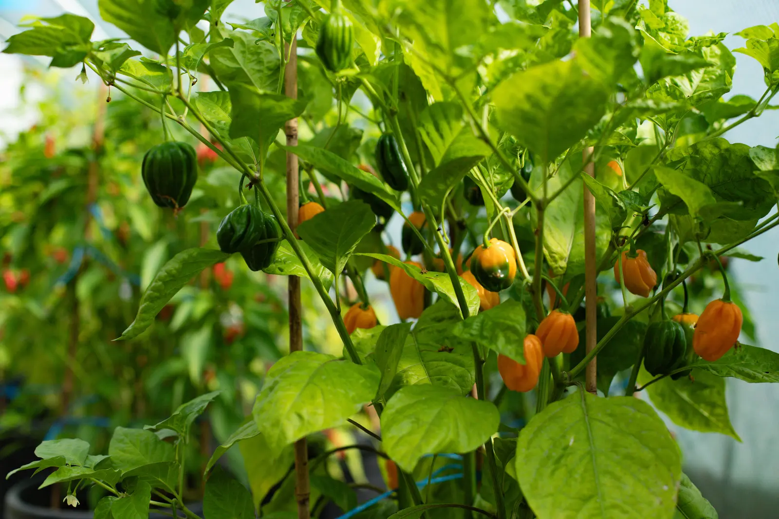 Habanero papričky: podzimní nabídka chilli v Zahradnictví Svrkyně
