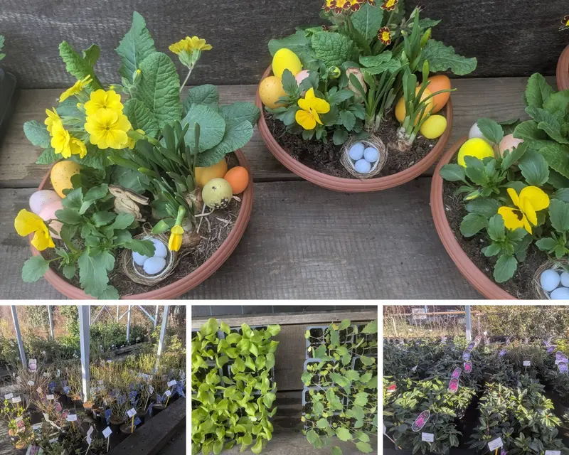 Jarní nabídka Zahradnictví Svrkyně – sazenice, sadba, ovocné keře a velikonoční dekorace